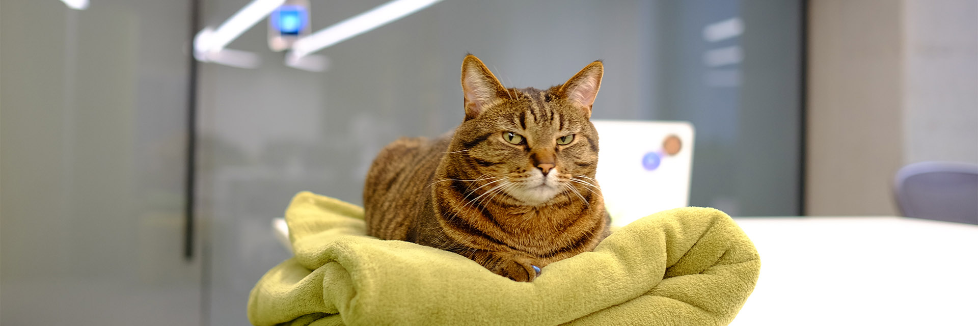 encrypto macpaw encrypto macpaw